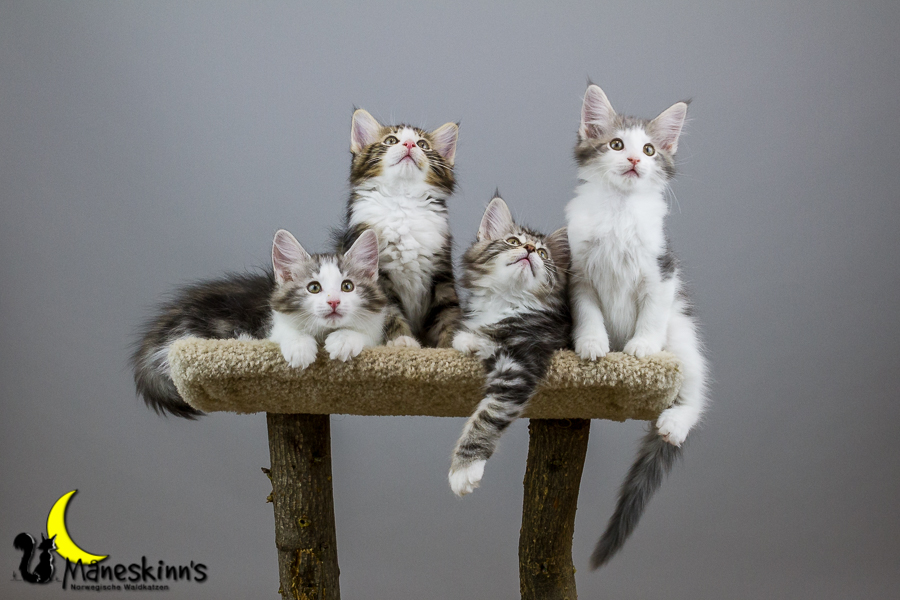 Wurf Y2 (70 Tage alt)