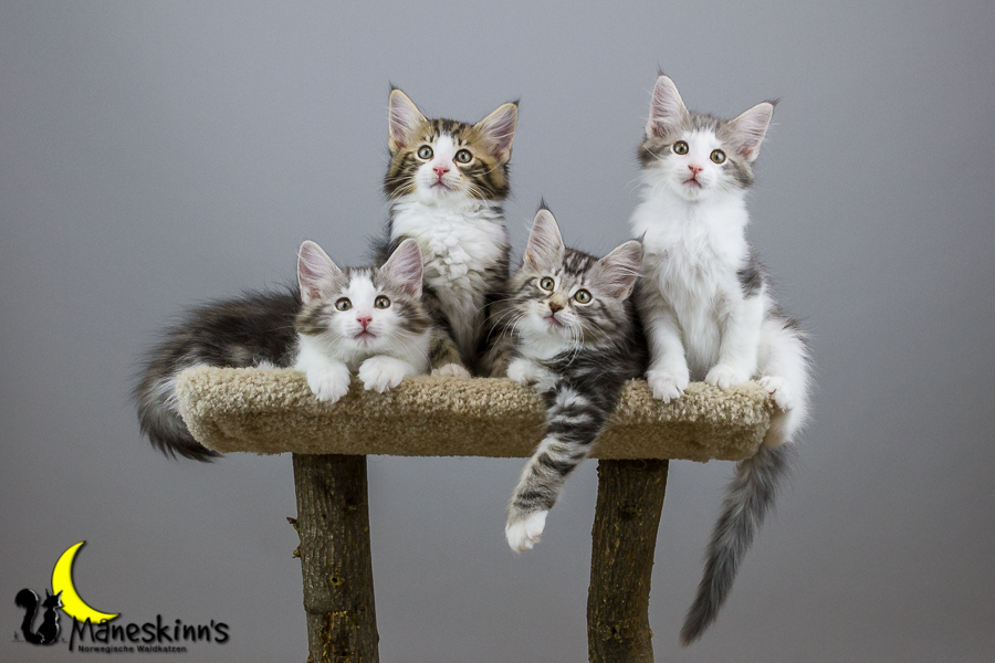 Wurf Y2 (70 Tage alt)