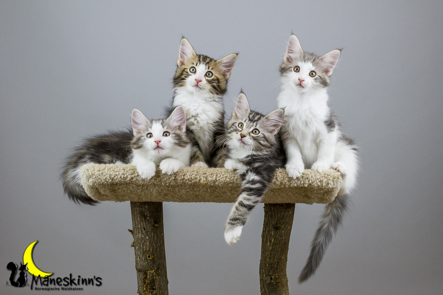 Wurf Y2 (70 Tage alt)