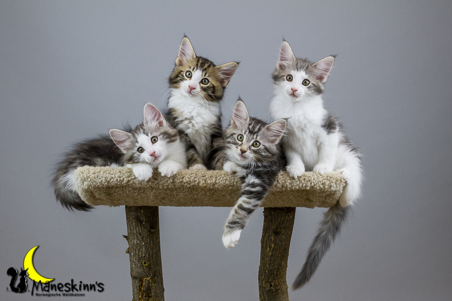 Wurf Y2 (70 Tage alt)