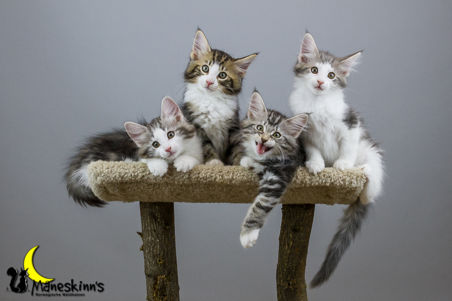 Wurf Y2 (70 Tage alt)