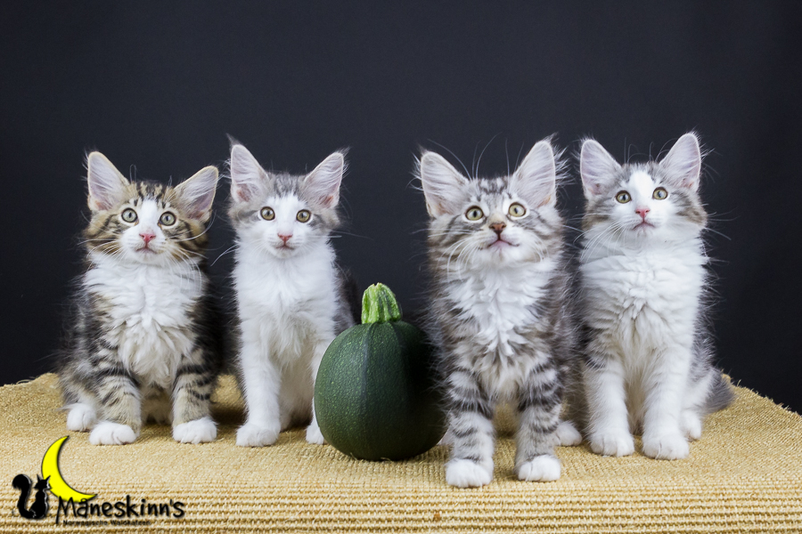 Wurf Y2 (77 Tage alt)