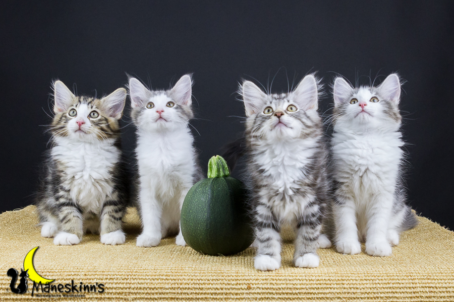 Wurf Y2 (77 Tage alt)