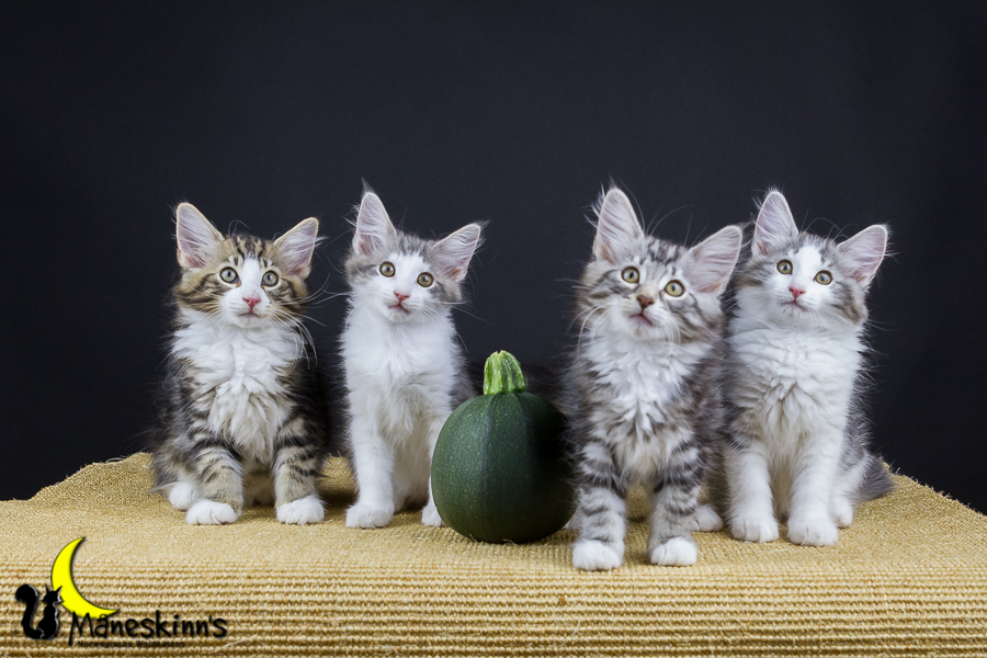 Wurf Y2 (77 Tage alt)