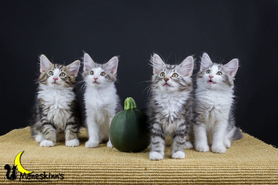 Wurf Y2 (77 Tage alt)