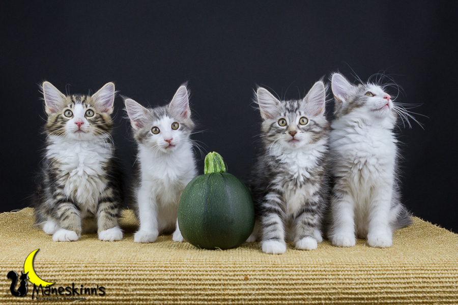 Wurf Y2 (77 Tage alt)