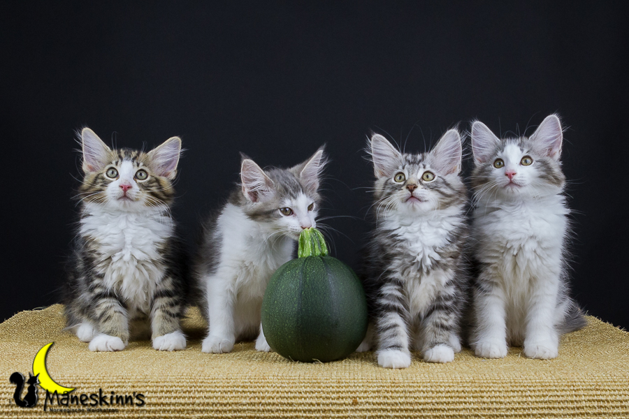 Wurf Y2 (77 Tage alt)