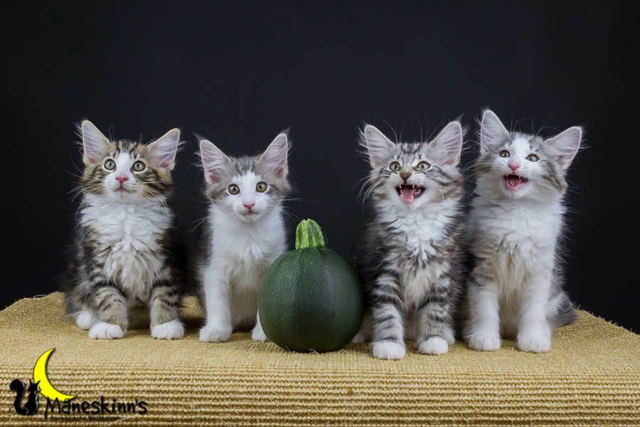 Wurf Y2 (77 Tage alt)