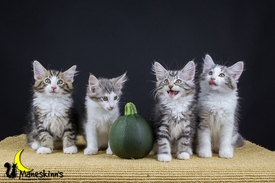 Wurf Y2 (77 Tage alt)