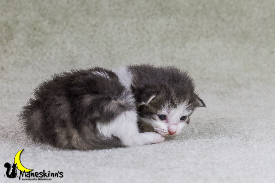 Yemaya (15 Tage alt)