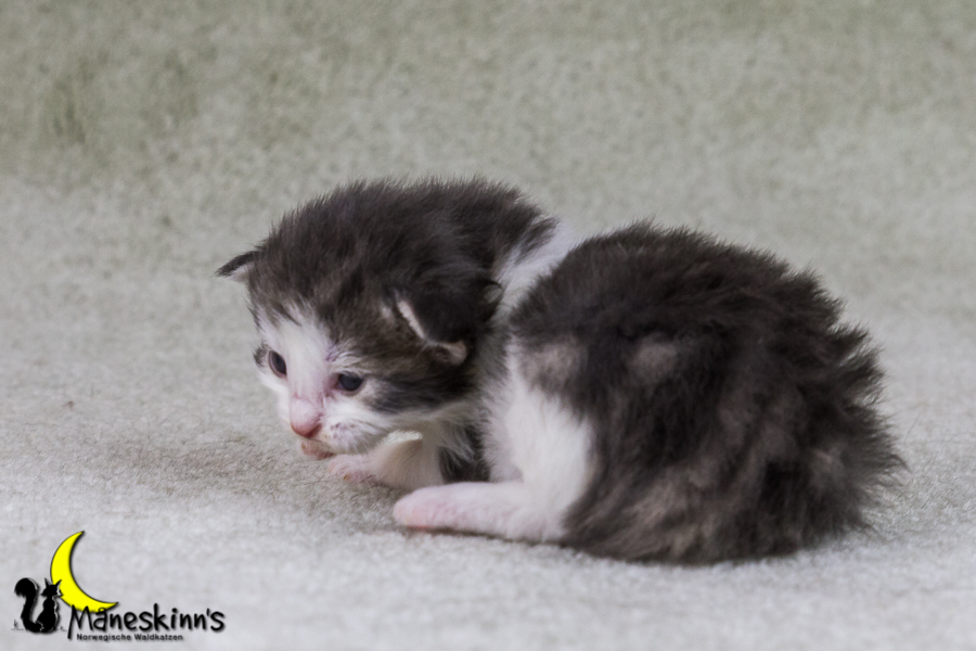 Yemaya (15 Tage alt)