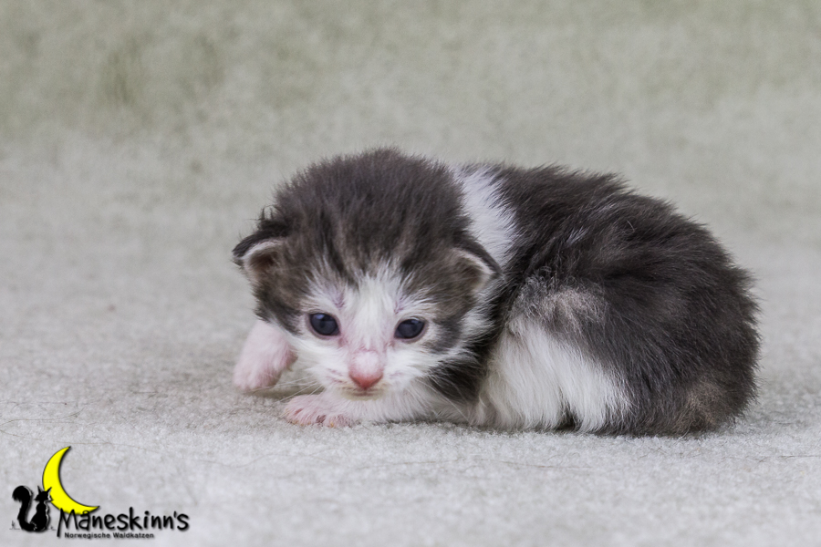 Yemaya (15 Tage alt)