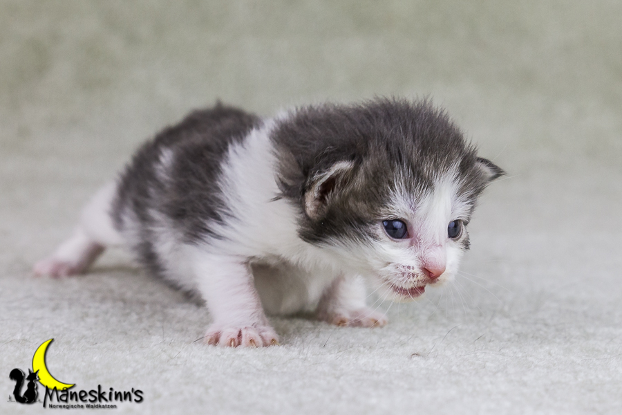 Yemaya (15 Tage alt)