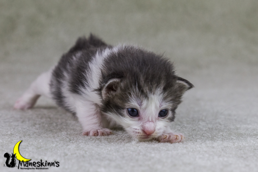 Yemaya (15 Tage alt)