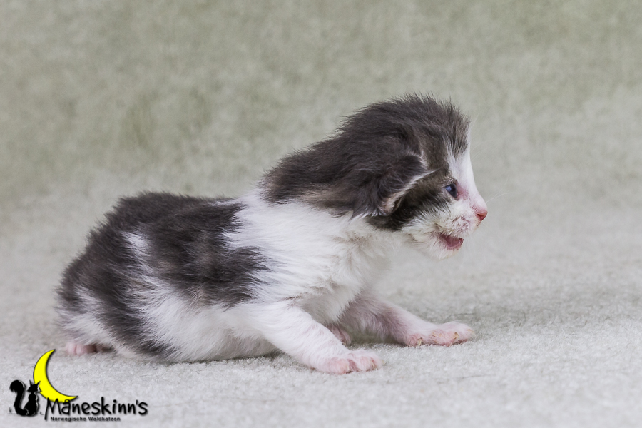 Yemaya (15 Tage alt)