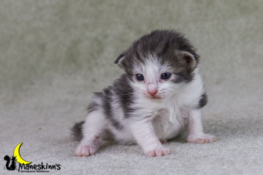 Yemaya (15 Tage alt)