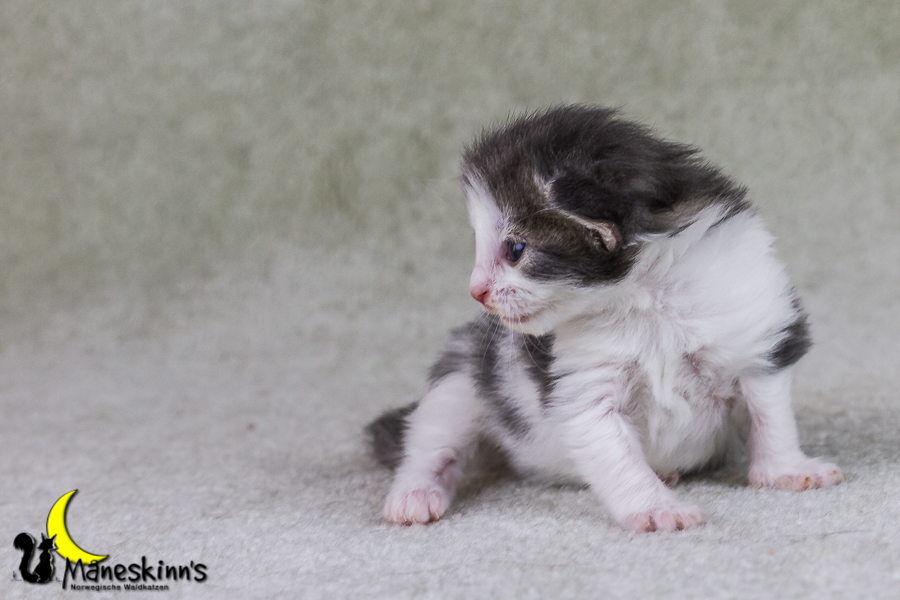 Yemaya (15 Tage alt)