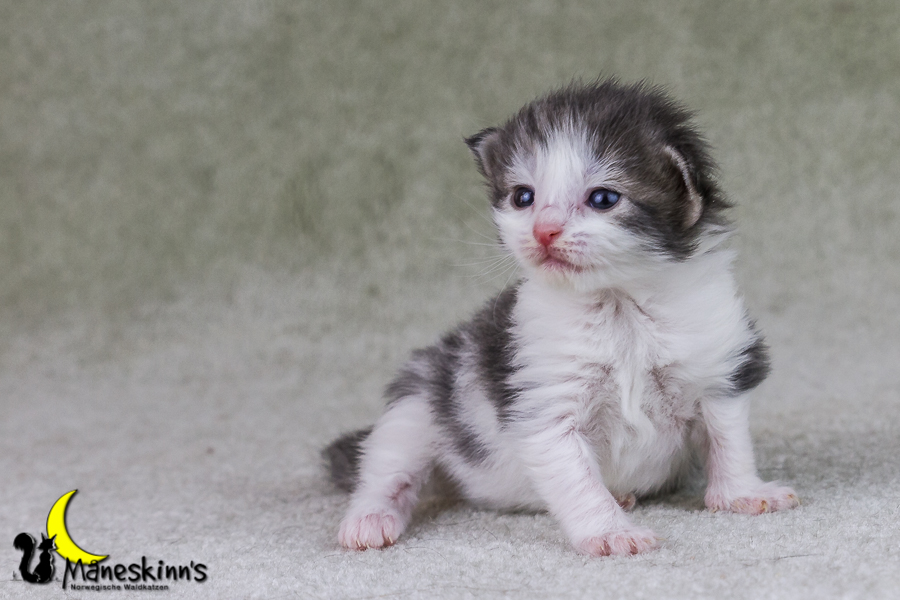 Yemaya (15 Tage alt)