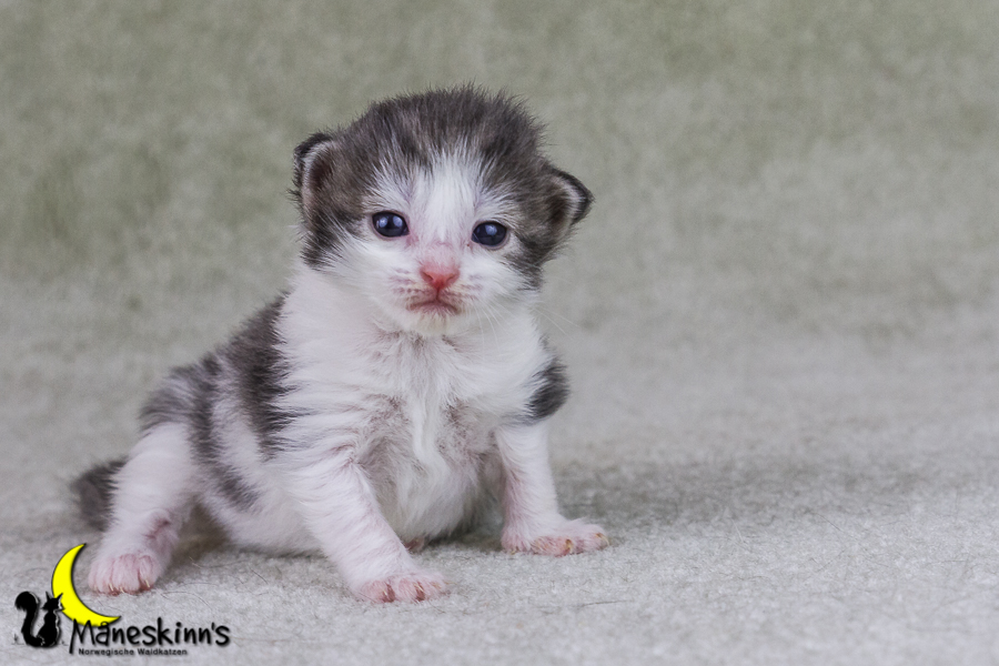 Yemaya (15 Tage alt)