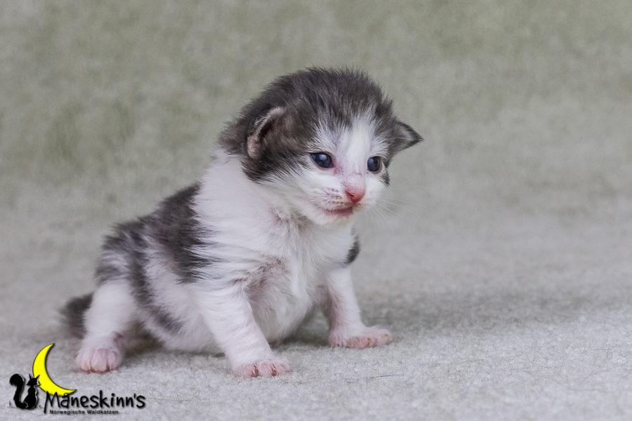 Yemaya (15 Tage alt)