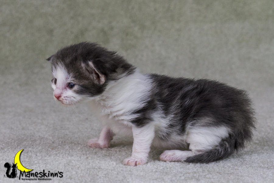 Yemaya (15 Tage alt)