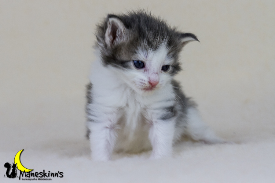 Yemaya (21 Tage alt)