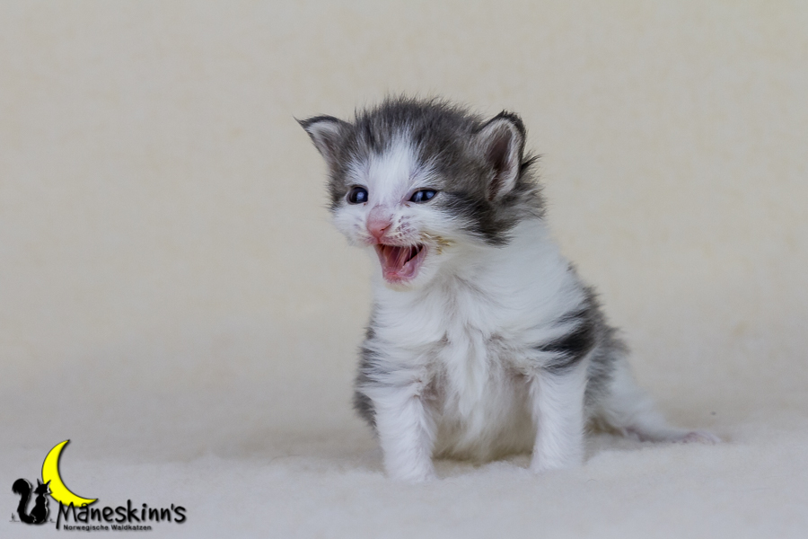 Yemaya (21 Tage alt)