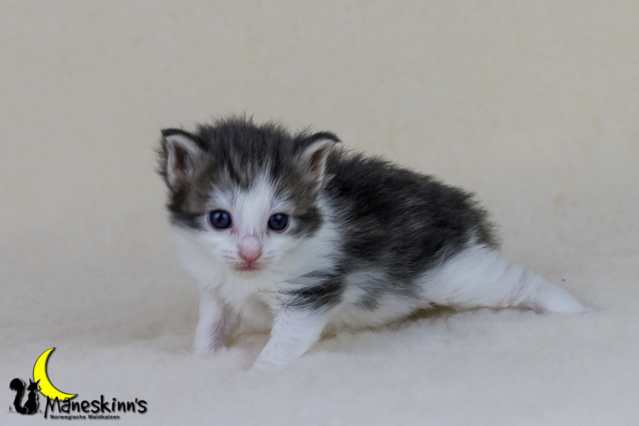 Yemaya (21 Tage alt)