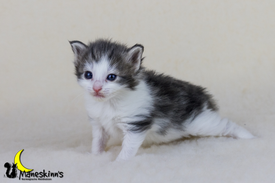 Yemaya (21 Tage alt)