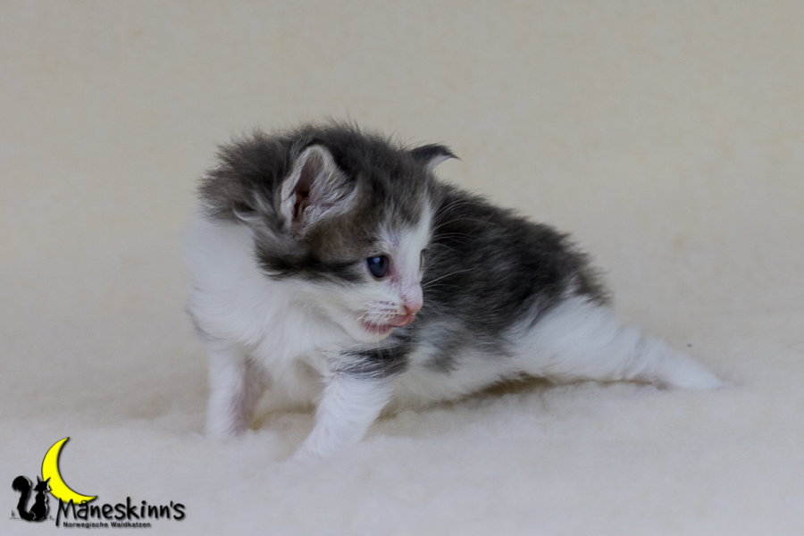 Yemaya (21 Tage alt)