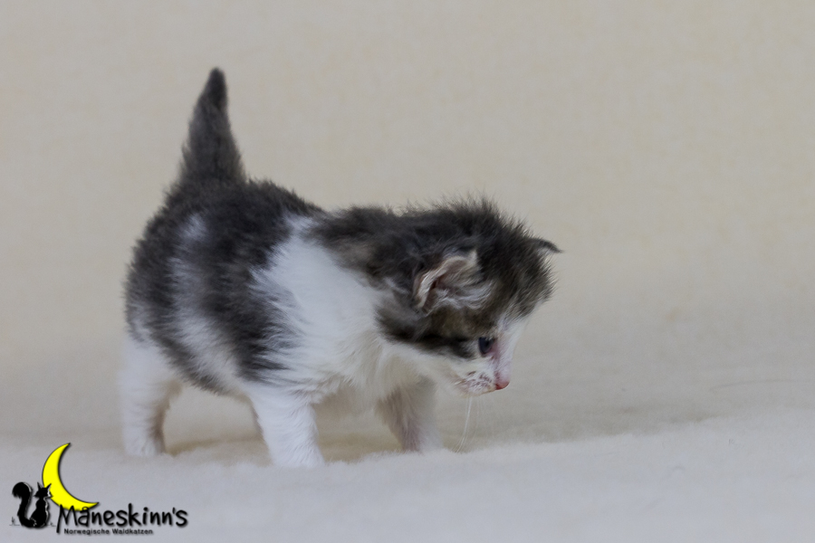 Yemaya (21 Tage alt)