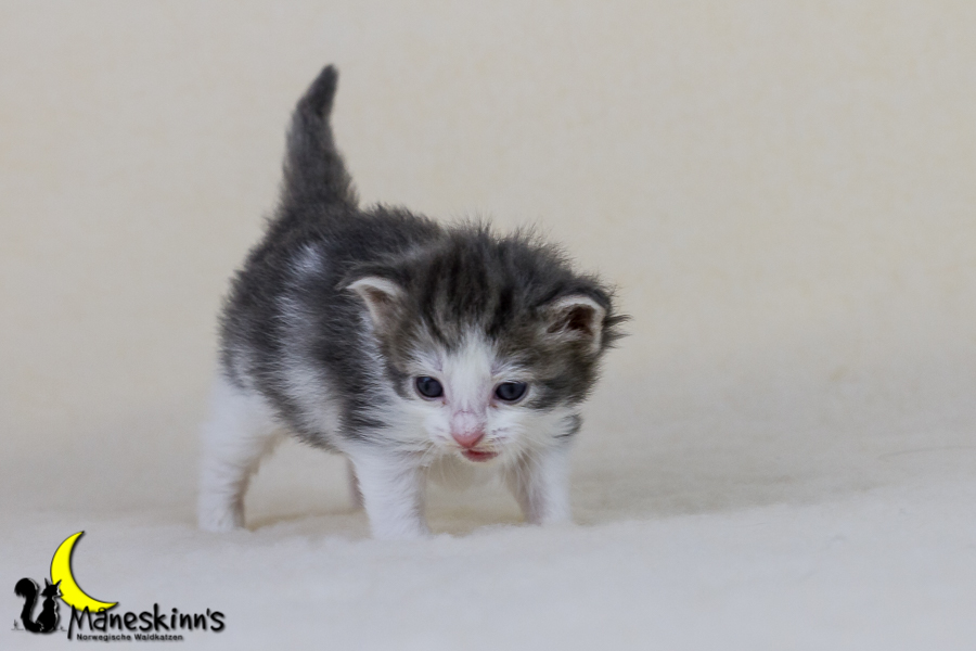 Yemaya (21 Tage alt)