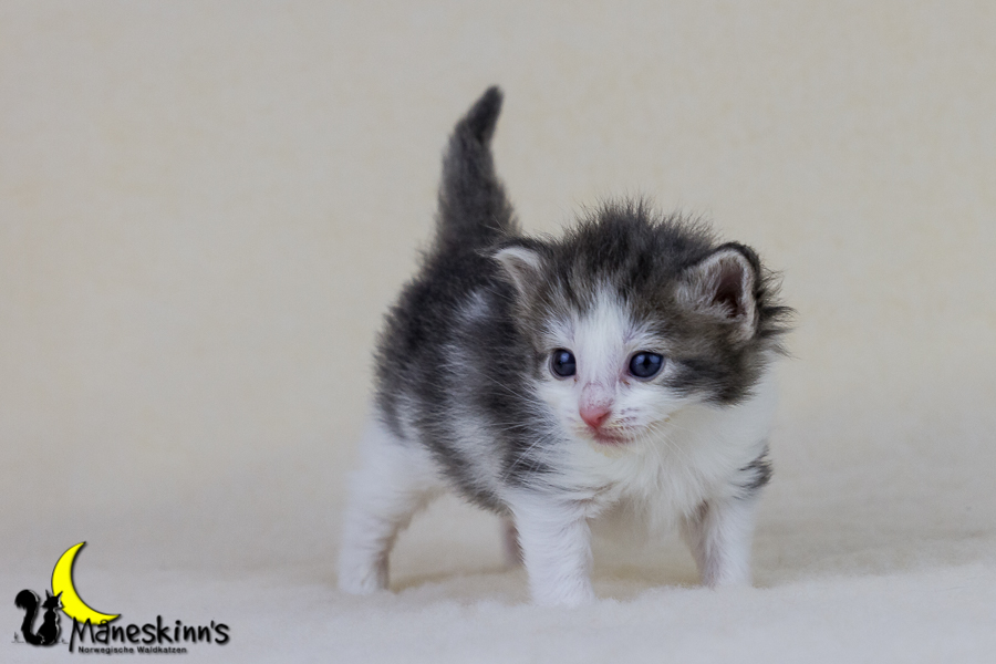 Yemaya (21 Tage alt)