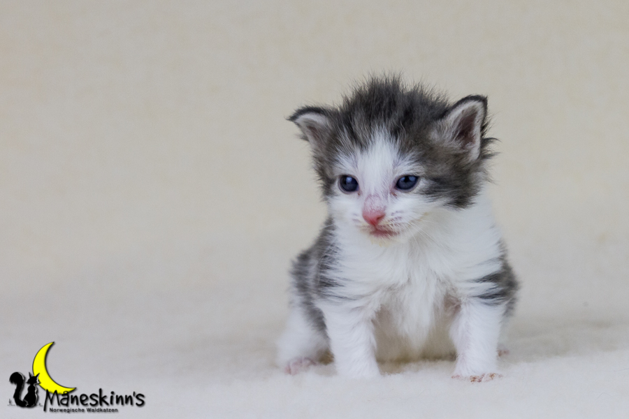 Yemaya (21 Tage alt)