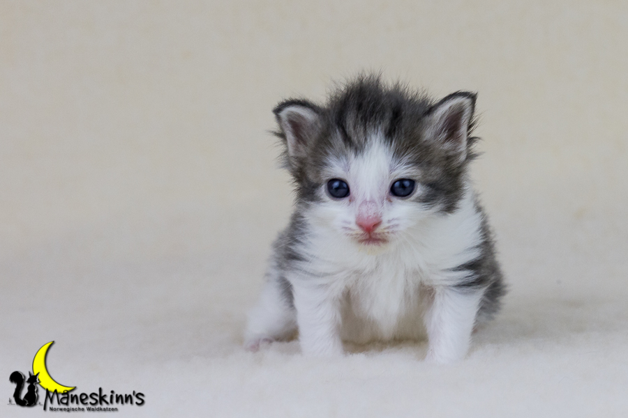 Yemaya (21 Tage alt)