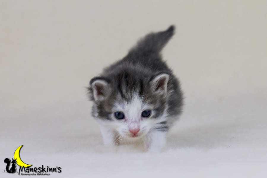 Yemaya (21 Tage alt)