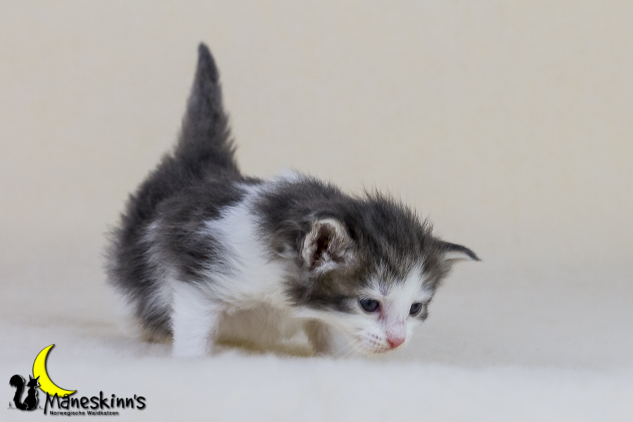 Yemaya (21 Tage alt)