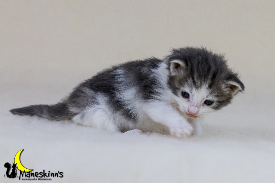 Yemaya (21 Tage alt)