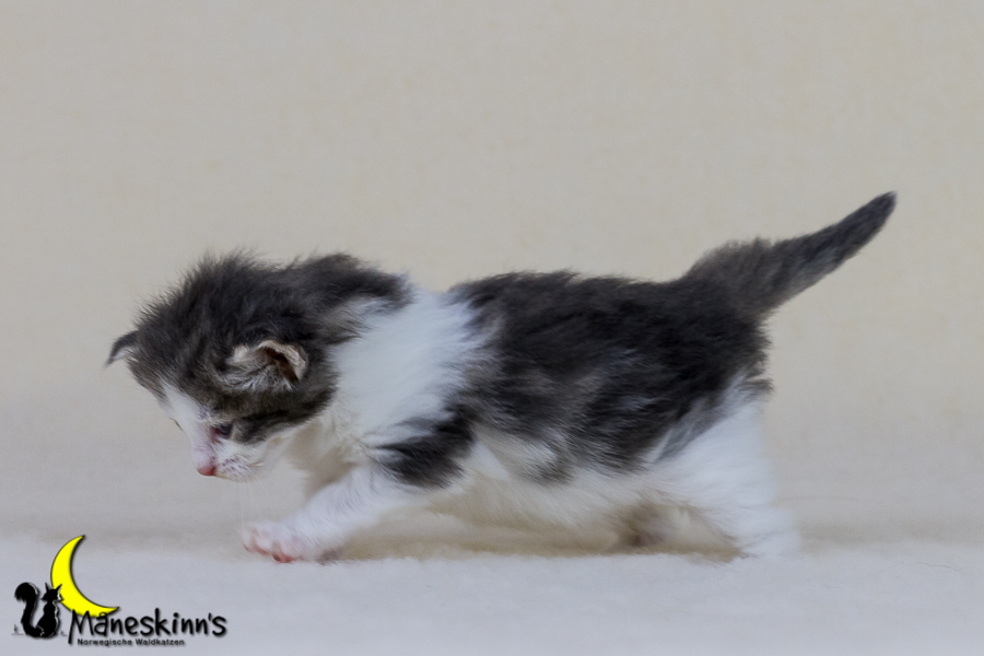 Yemaya (21 Tage alt)