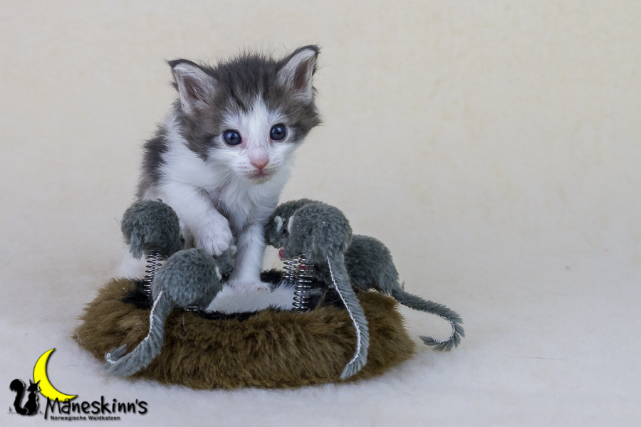 Yemaya (28 Tage alt)