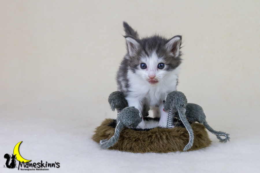 Yemaya (28 Tage alt)