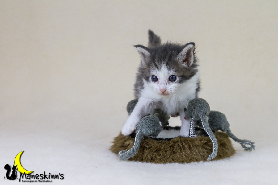 Yemaya (28 Tage alt)