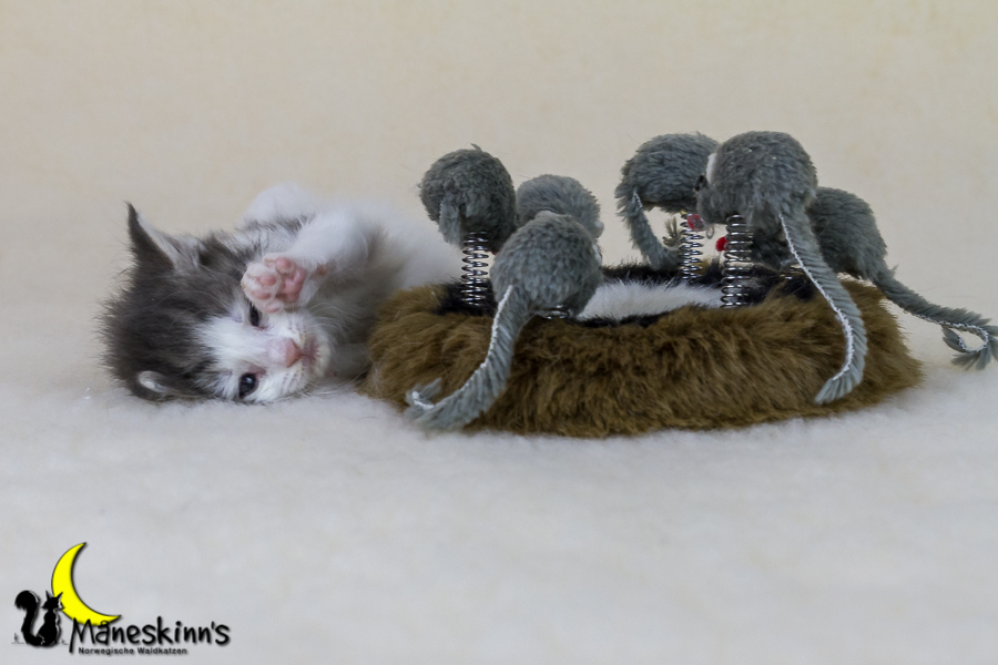 Yemaya (28 Tage alt)