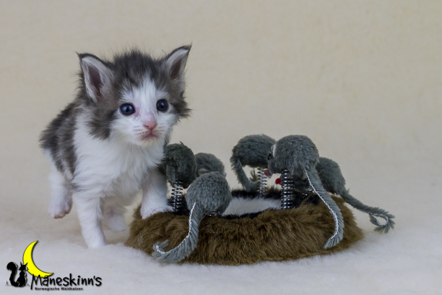 Yemaya (28 Tage alt)