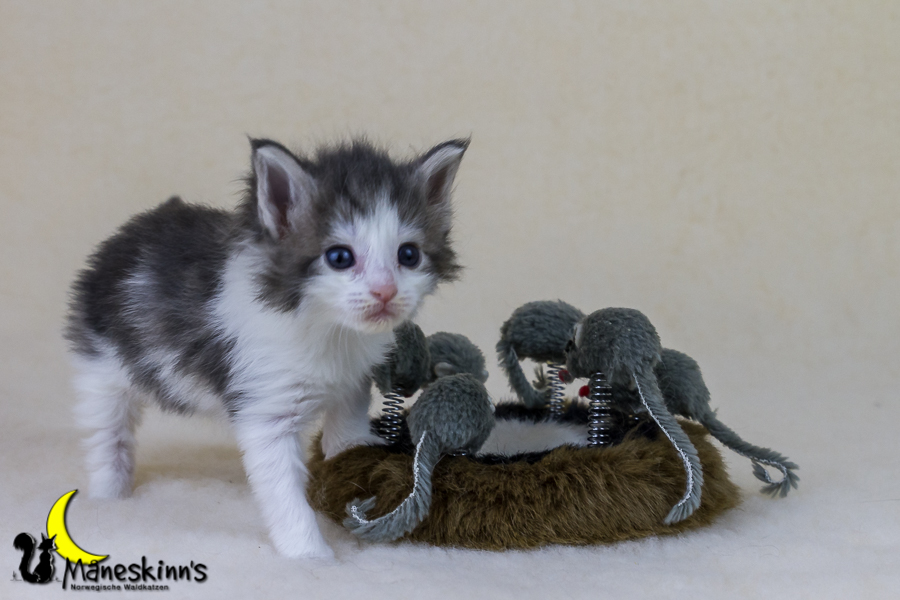 Yemaya (28 Tage alt)