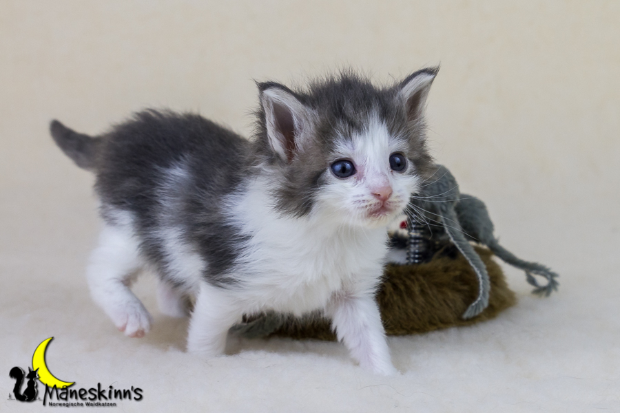 Yemaya (28 Tage alt)