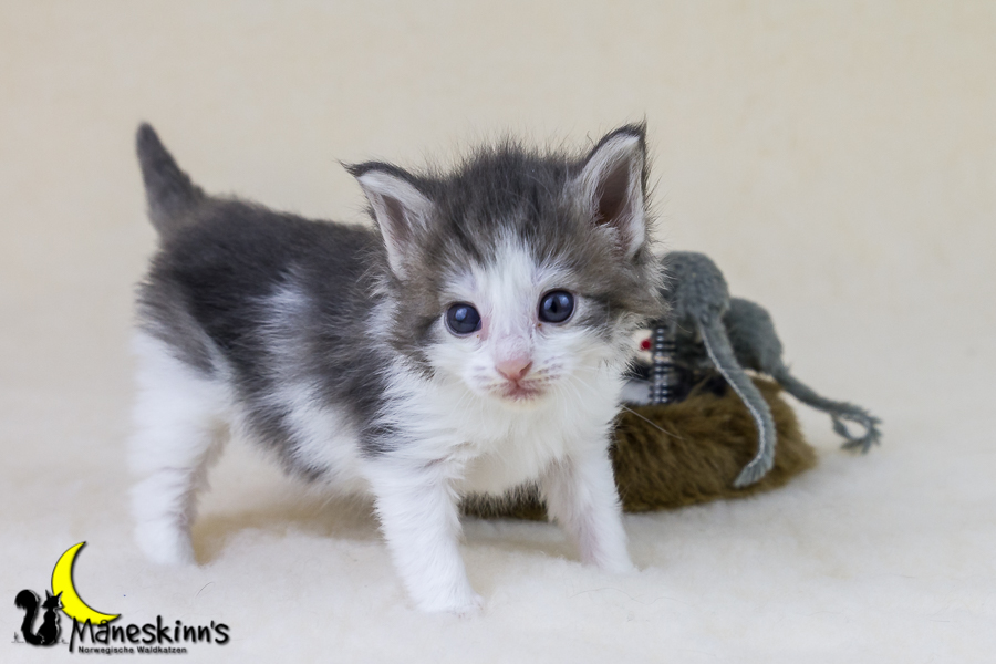 Yemaya (28 Tage alt)