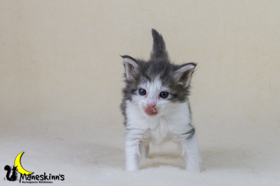 Yemaya (28 Tage alt)