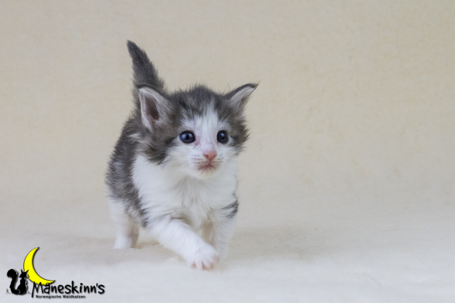 Yemaya (28 Tage alt)