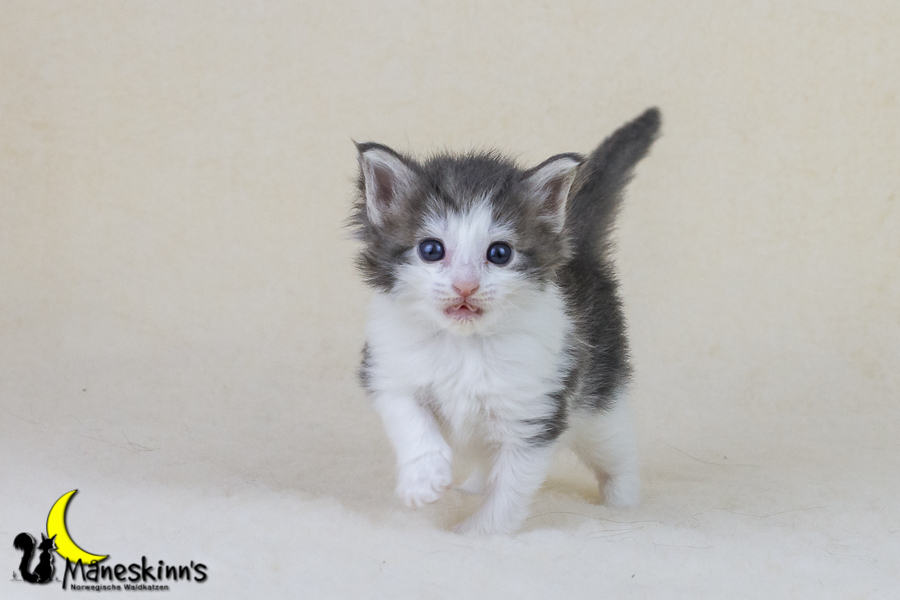 Yemaya (28 Tage alt)